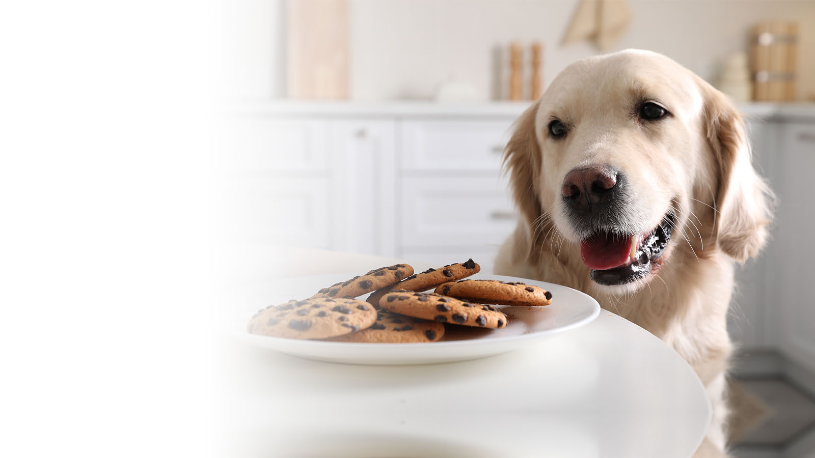 A plate of cookies and a golden retriever